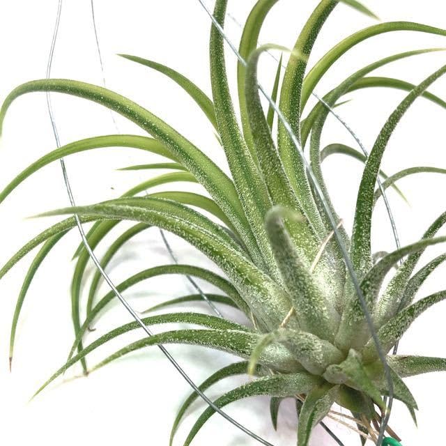 T.ionantha Druid variegated ドゥルイド 斑入り ティランジア イオナンタ ドルイド 斑入 「Tillandsia ionantha